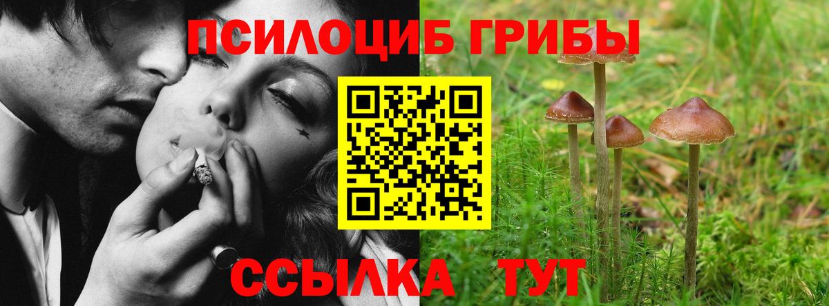 Прохладный  Галлюциногенные грибы Cubensis  Вход с VPN 